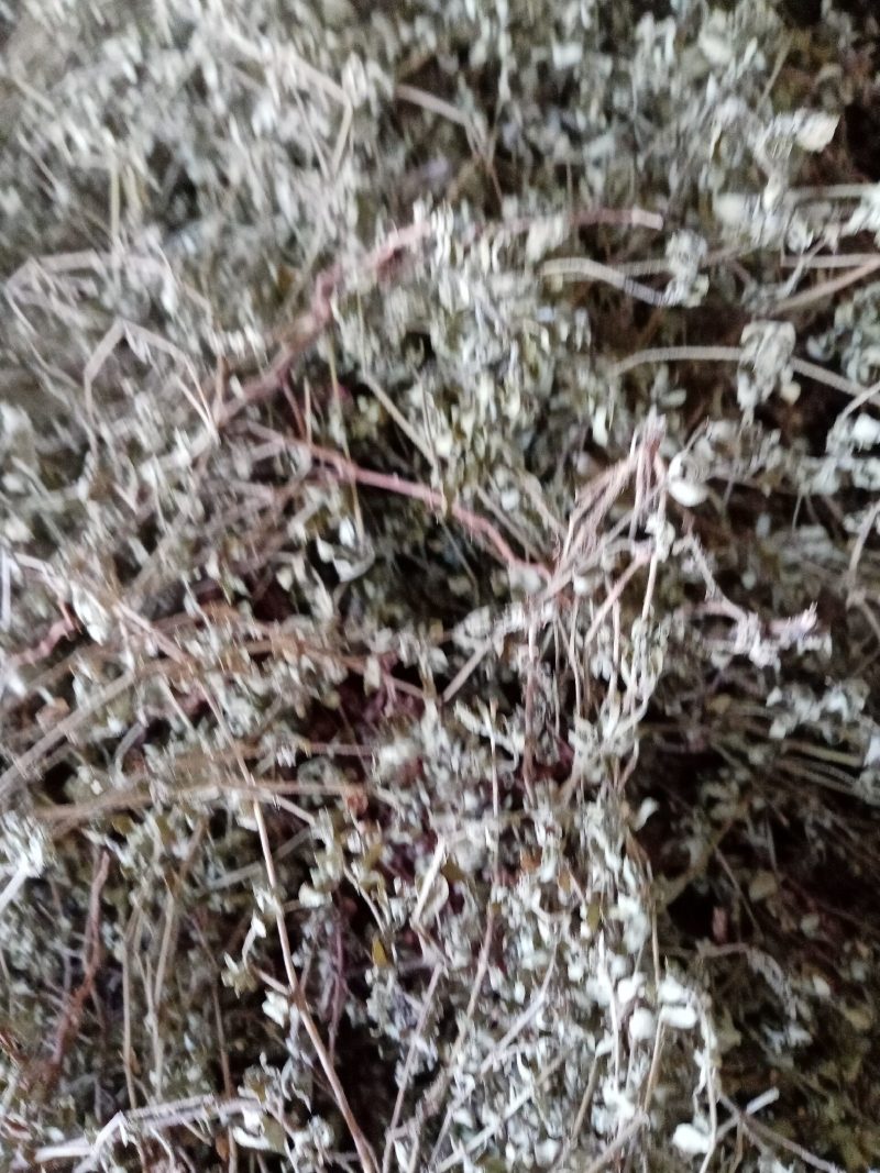 地锦草，铺地草，血风草，，奶浆草精选散装有大货，价格优惠