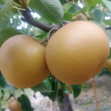 热卖中新鲜圆黄梨口感脆甜，果面好看百年老树万亩果园需要的