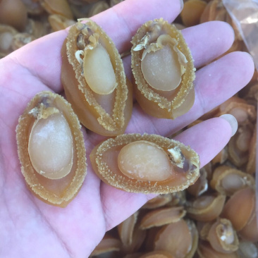 鲍鱼大连鲍鱼A货批发头数齐全一件代发