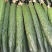 山东黄瓜精品密刺黄瓜大量上市顶花带刺量大从优