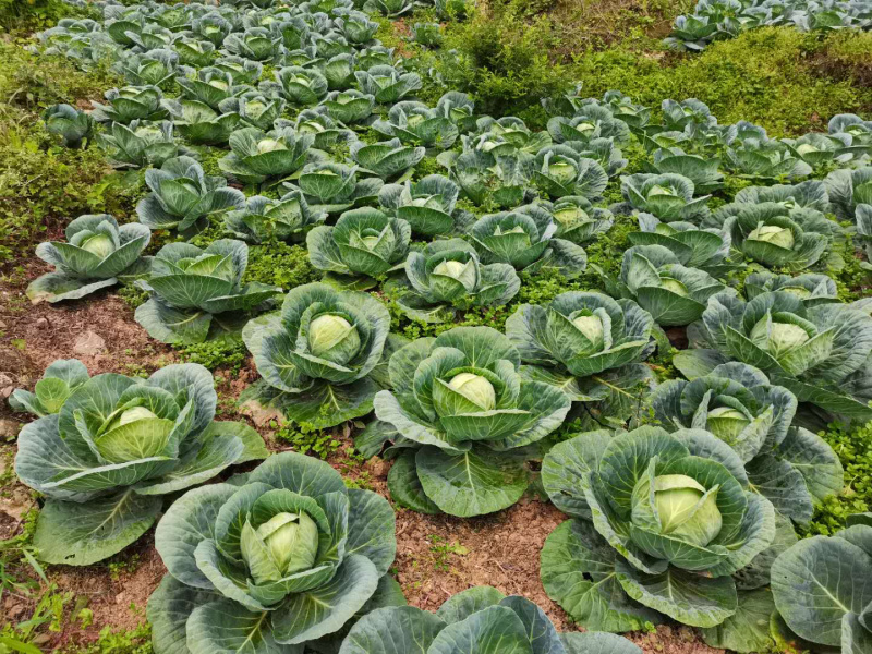 需要铁头的联系、货源充足