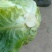 连花白，甘蓝蔬菜：圆包菜
