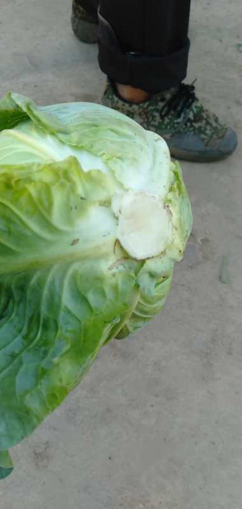 连花白，甘蓝蔬菜：圆包菜