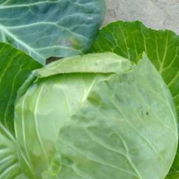 连花白，甘蓝蔬菜：圆包菜