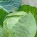 连花白，甘蓝蔬菜：圆包菜