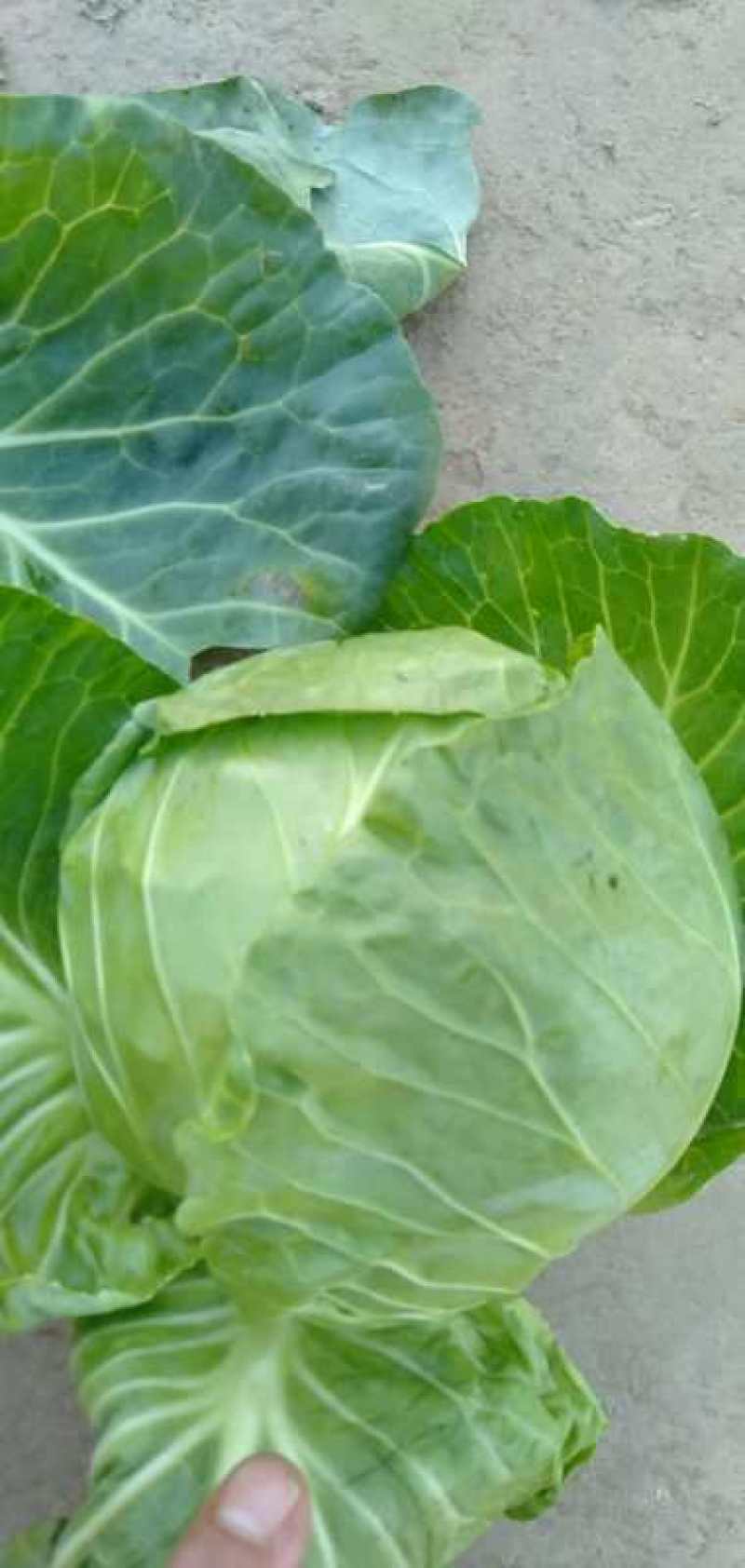 连花白，甘蓝蔬菜：圆包菜
