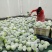 连花白，甘蓝蔬菜：圆包菜