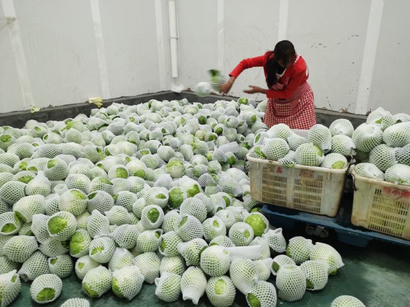 连花白，甘蓝蔬菜：圆包菜