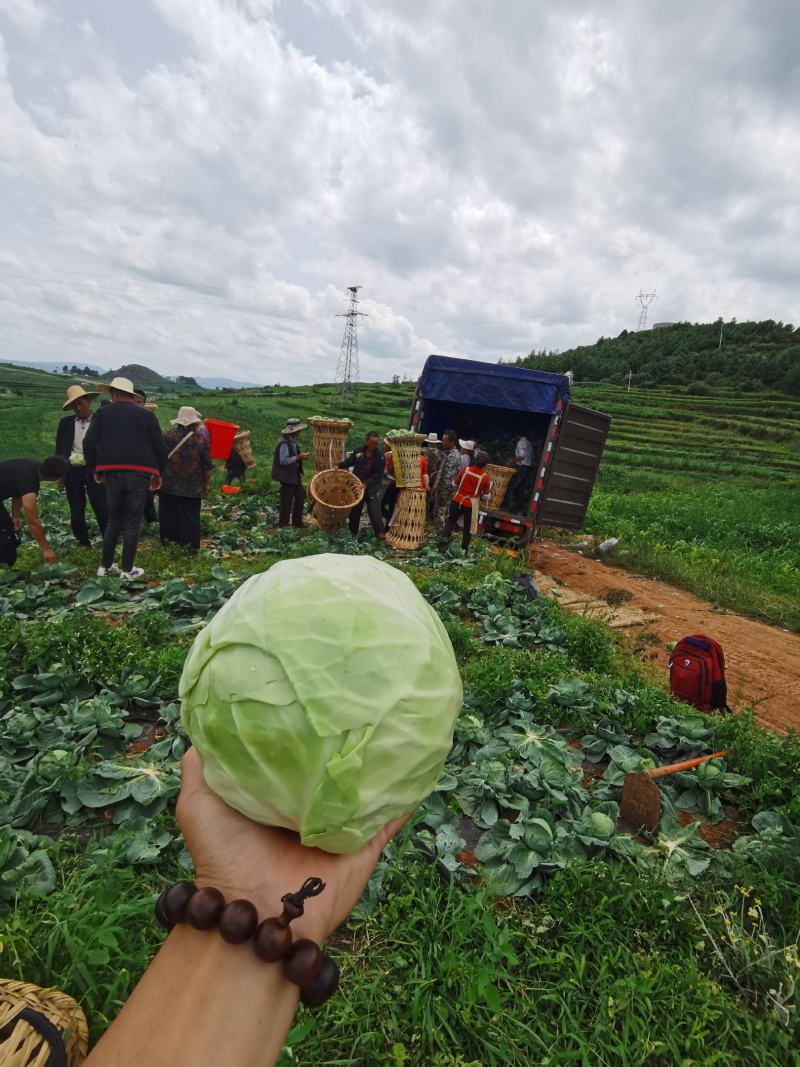 连花白，甘蓝蔬菜：圆包菜