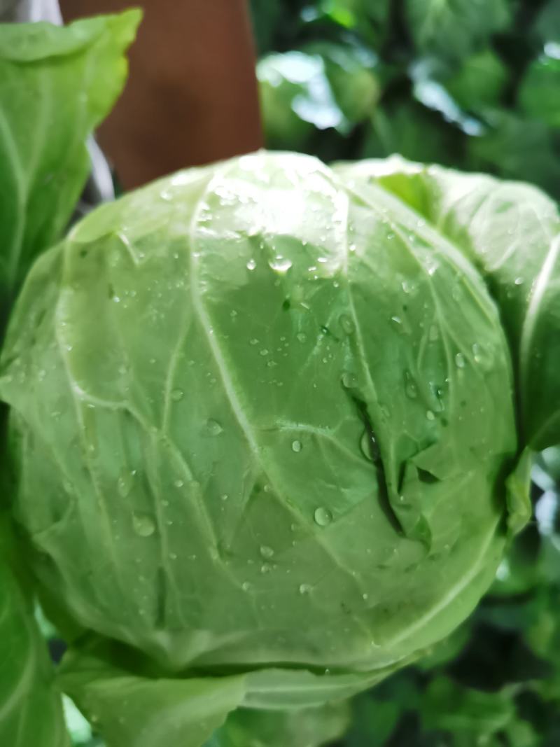 连花白，甘蓝蔬菜：圆包菜