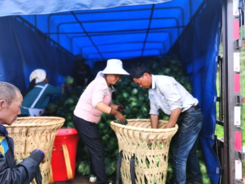 连花白，甘蓝蔬菜：圆包菜