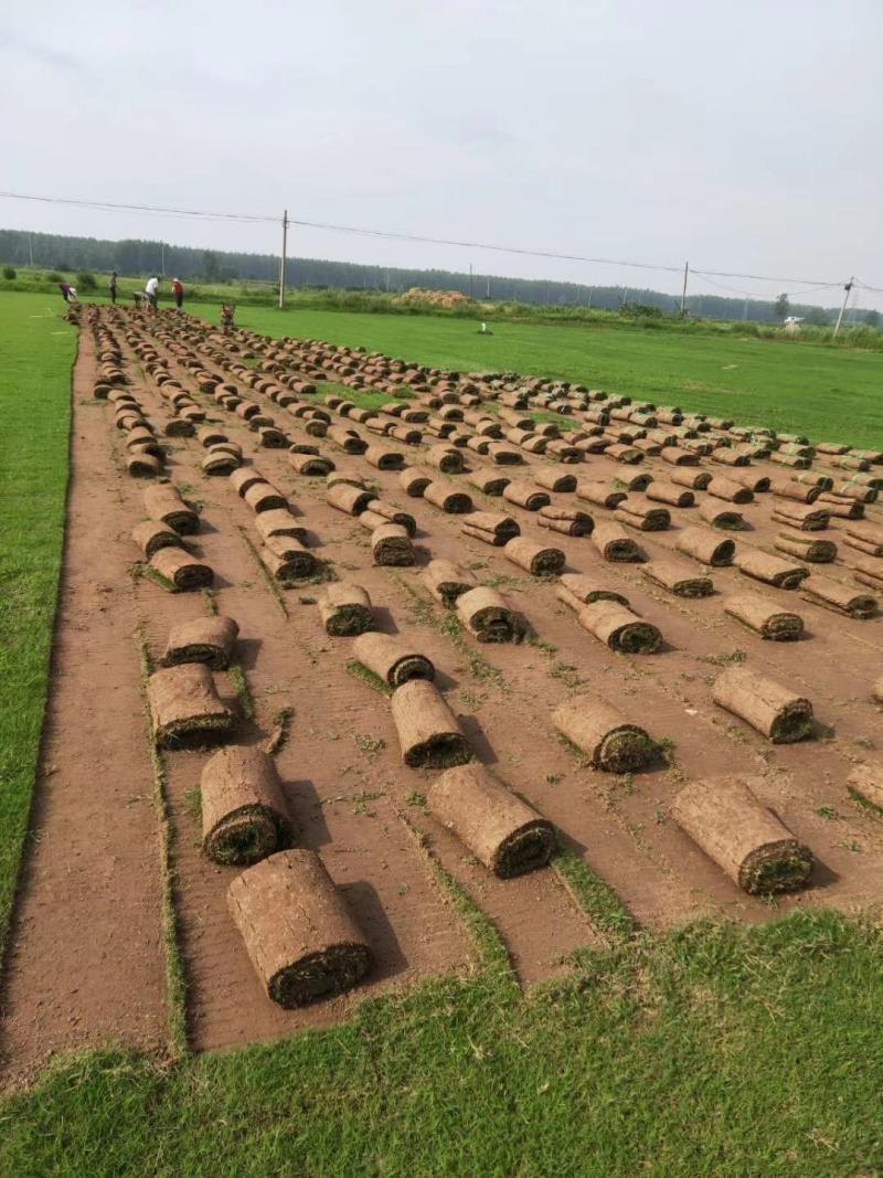 草坪小区景观草坪路面草坪操场路面草坪带泥土真草皮