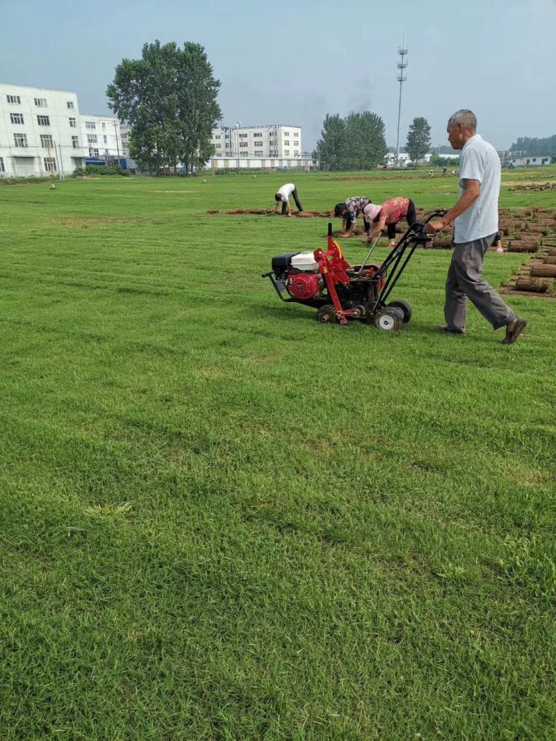 草坪小区景观草坪路面草坪操场路面草坪带泥土真草皮