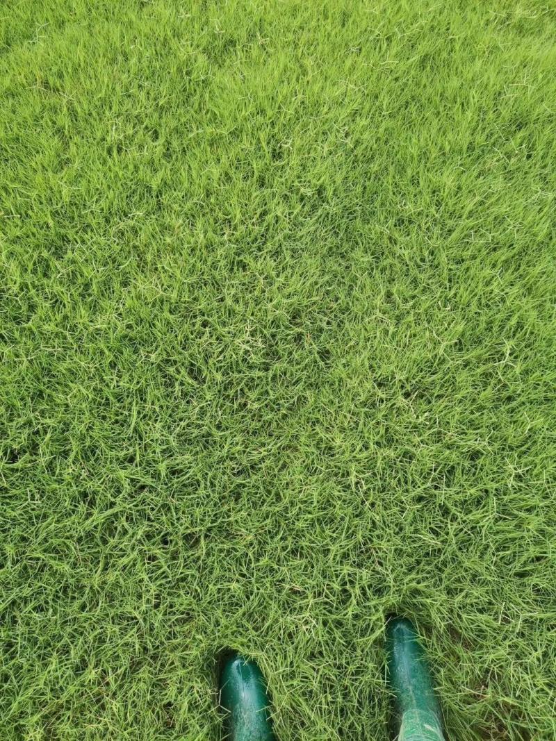 草坪小区景观草坪路面草坪操场路面草坪带泥土真草皮