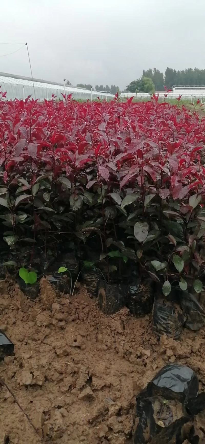 紫叶矮樱，基地直销，常年供应各种绿化苗木。