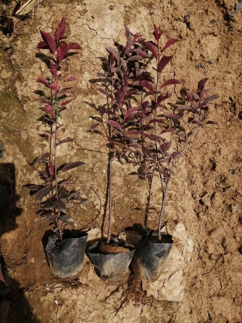 紫叶矮樱，基地直销，常年供应各种绿化苗木。