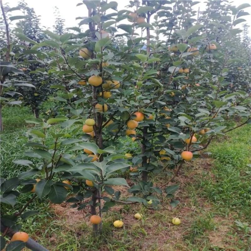 新品种梨树苗柱状梨耐寒耐旱产量高南北方都可种