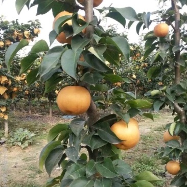 新品种梨树苗柱状梨耐寒耐旱产量高南北方都可种
