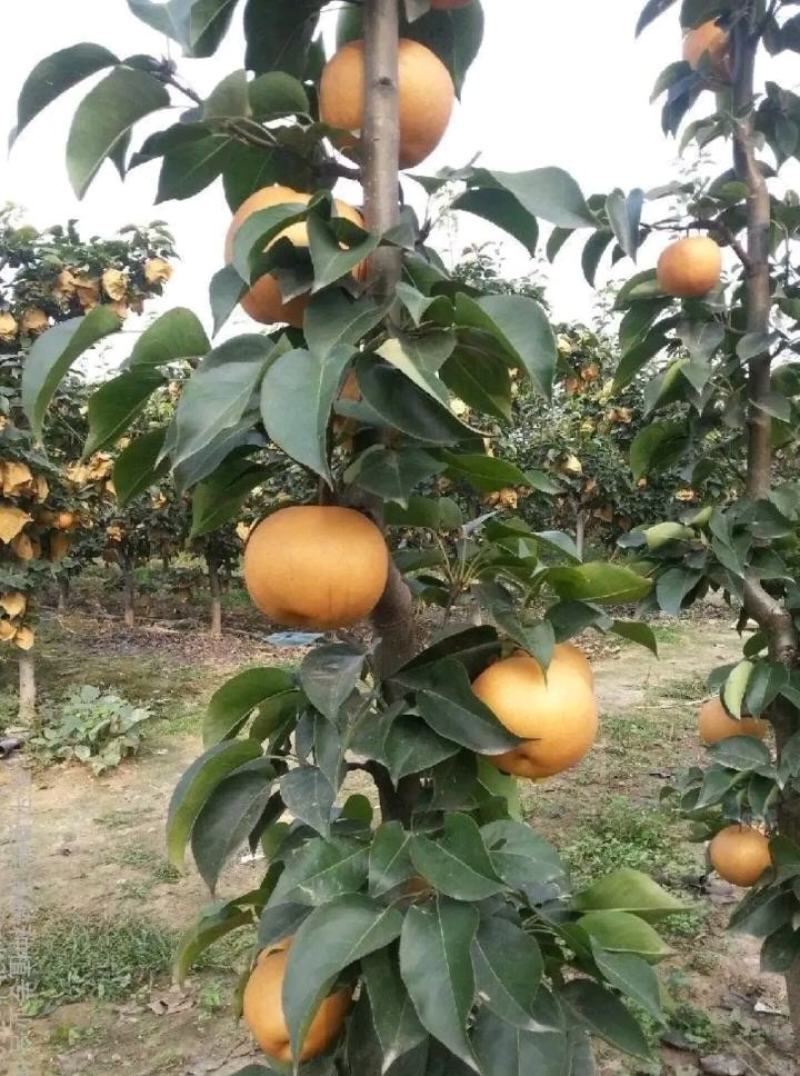 新品种梨树苗柱状梨耐寒耐旱产量高南北方都可种