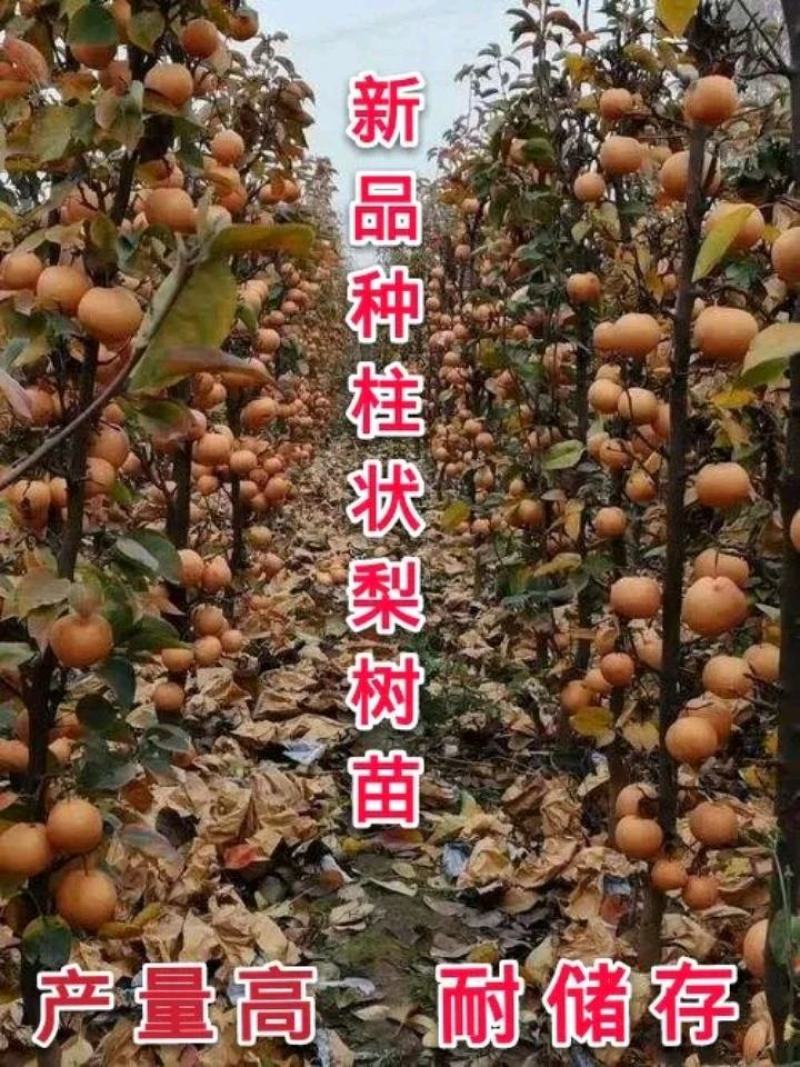 新品种梨树苗柱状梨耐寒耐旱产量高南北方都可种