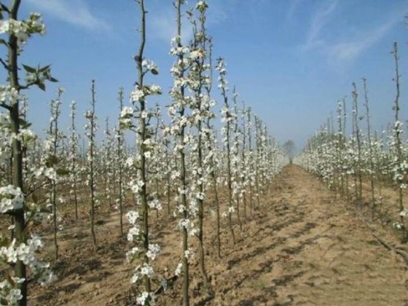 新品种梨树苗柱状梨耐寒耐旱产量高南北方都可种