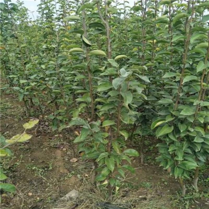 新品种梨树苗柱状梨耐寒耐旱产量高南北方都可种