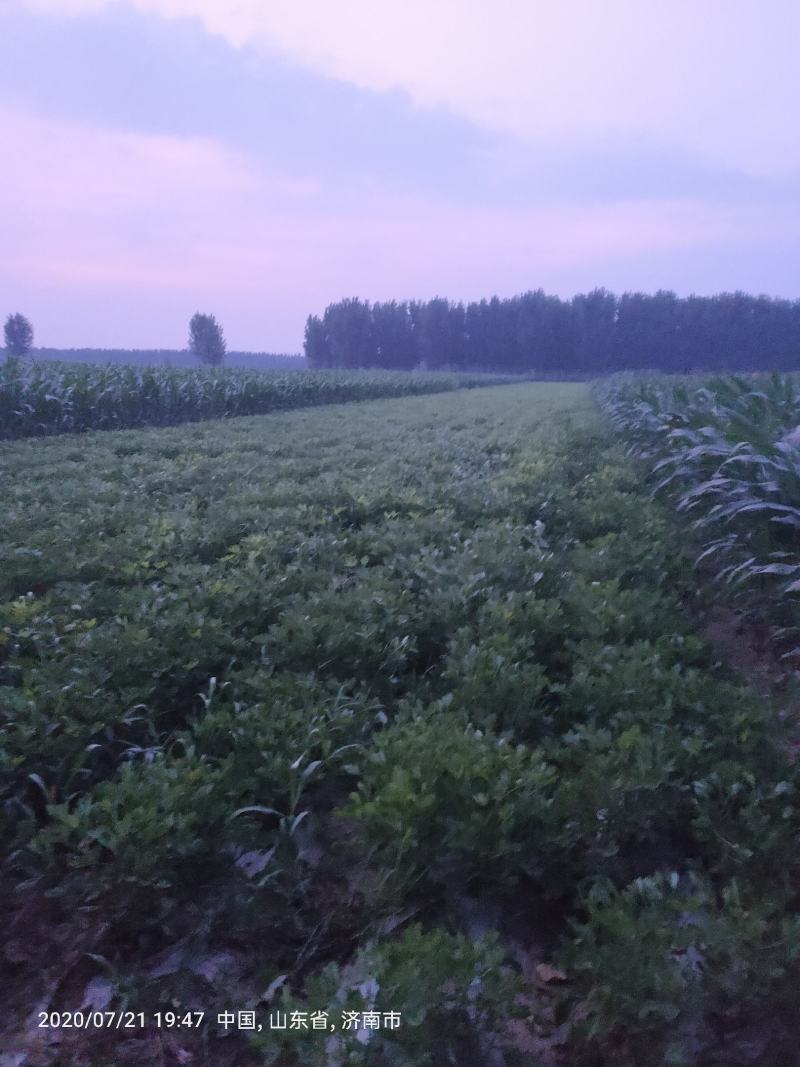 鲜花生，饱满度好，沙土地，大量上市