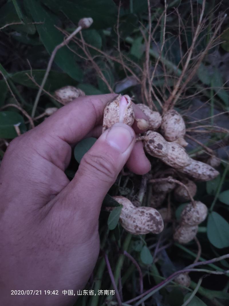 鲜花生，饱满度好，沙土地，大量上市