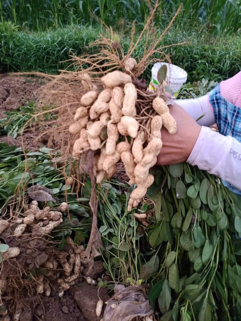 鲜花生，饱满度好，沙土地，大量上市