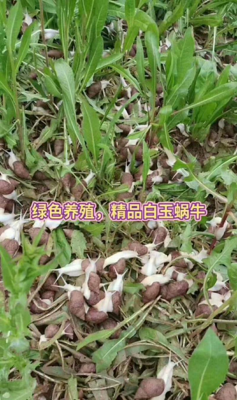 白玉蜗牛基地养殖包售后