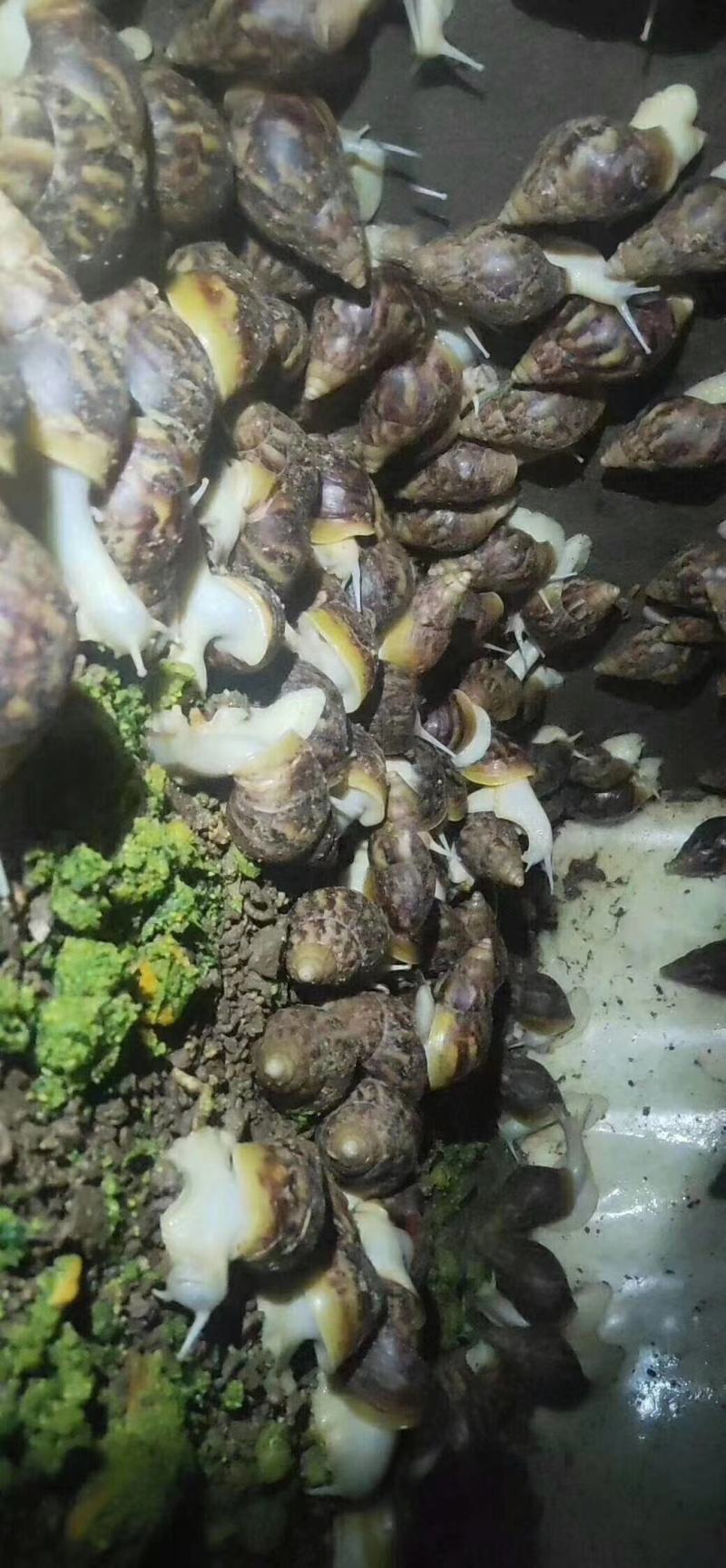 白玉蜗牛基地养殖包售后