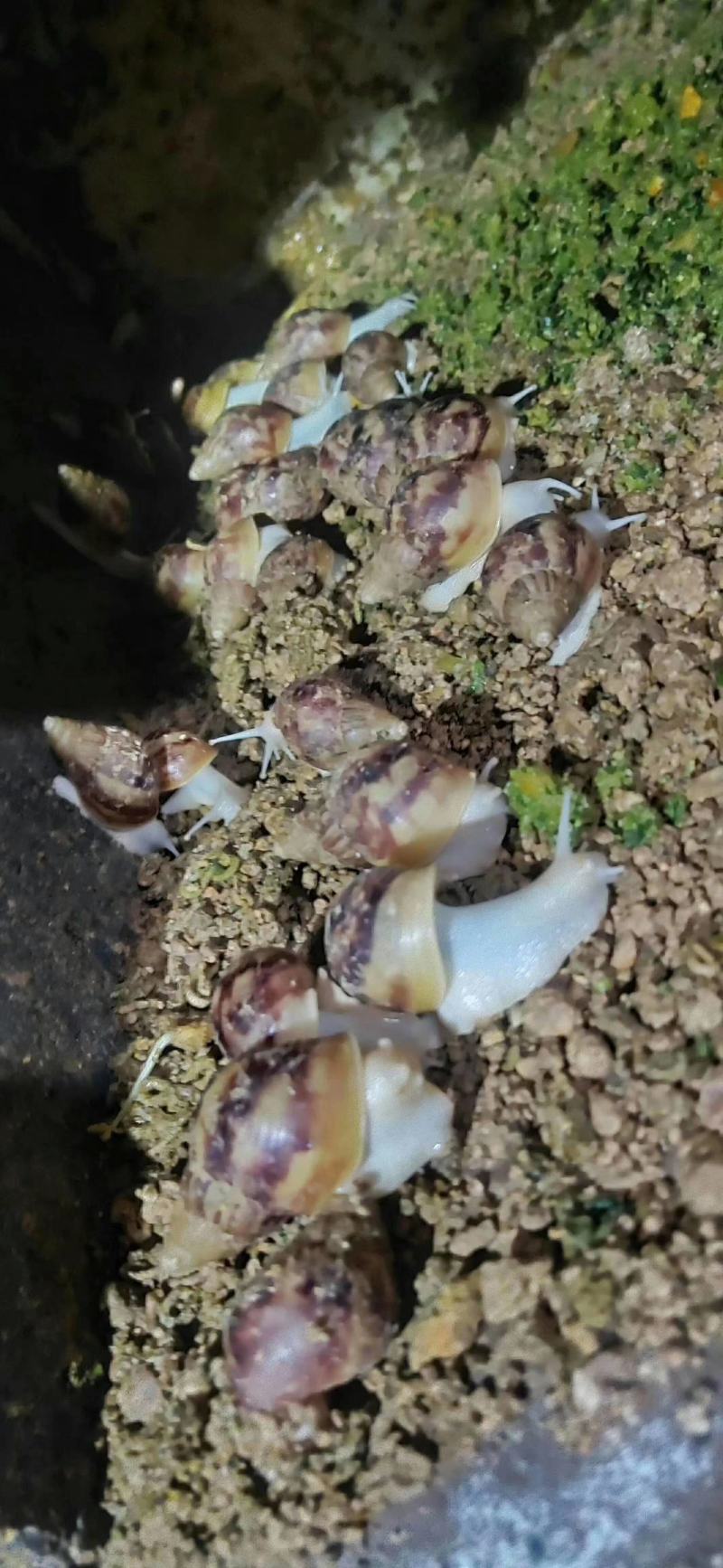 白玉蜗牛基地养殖包售后