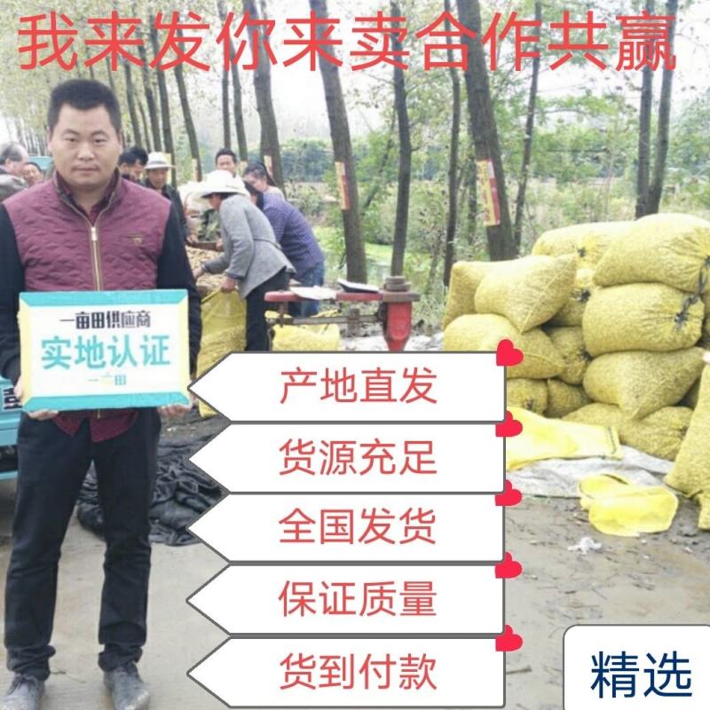 【商超】大白沙鲜花生带壳白皮鲜货，颗粒饱满