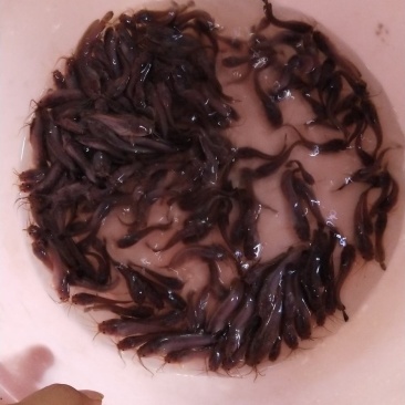 本地杂交塘鲺鱼苗，三黄塘角鱼苗