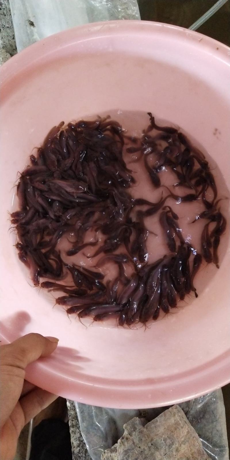 本地杂交塘鲺鱼苗，三黄塘角鱼苗
