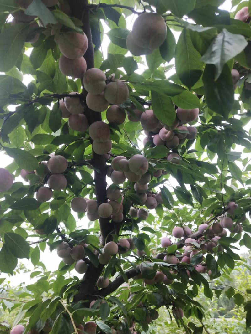 湖北省宜城市小芙蓉李子大量上市口感好价格便宜