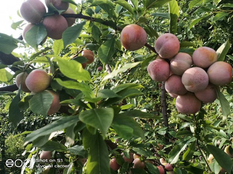 湖北省宜城市小芙蓉李子大量上市口感好价格便宜