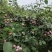 湖北省宜城市小芙蓉李子大量上市口感好价格便宜