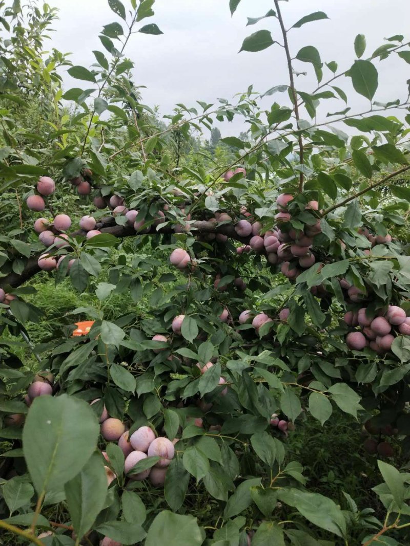 湖北省宜城市小芙蓉李子大量上市口感好价格便宜