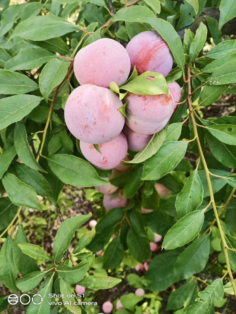 湖北省宜城市小芙蓉李子大量上市口感好价格便宜