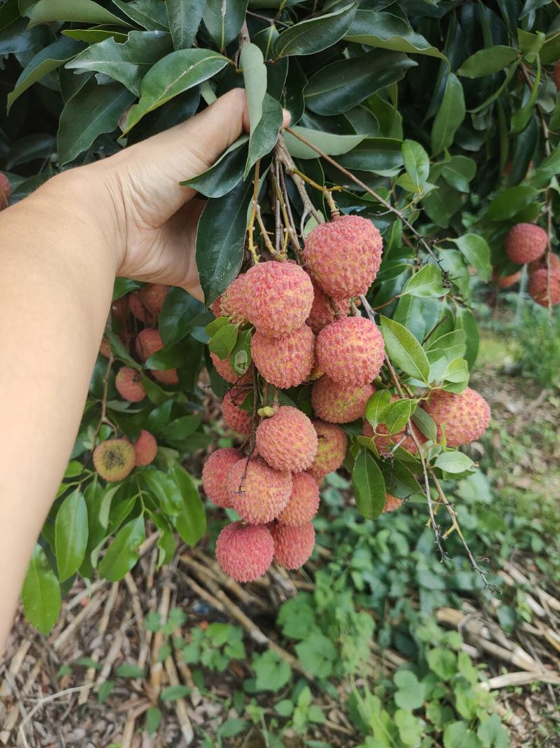 有大量自家圈枝的靓桂味苗