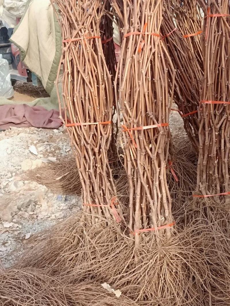 巨峰葡萄苗巨盛葡萄树苗果树苗早中晚熟山东果树苗