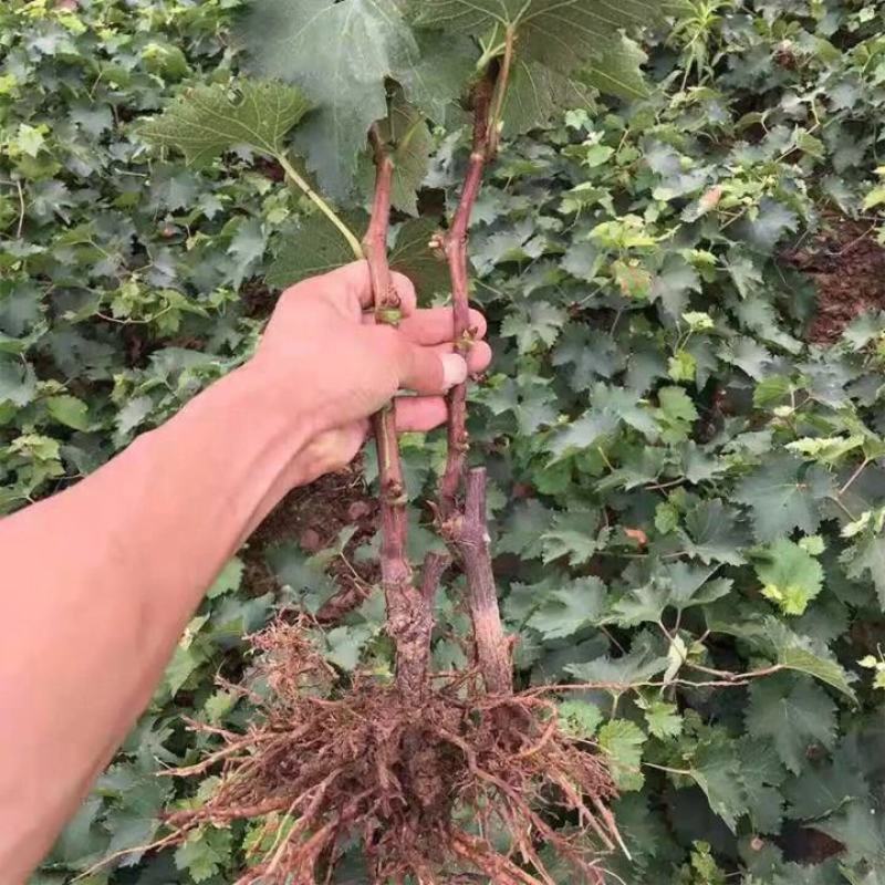 巨峰葡萄苗巨盛葡萄树苗果树苗早中晚熟山东果树苗