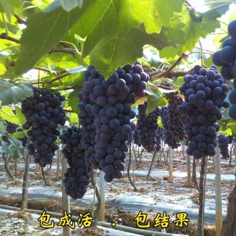 巨峰葡萄苗巨盛葡萄树苗果树苗早中晚熟山东果树苗