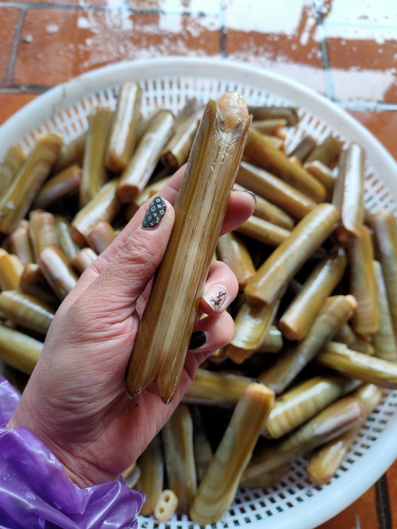 辽宁丹东东港鲜活蛏子大蛏王刀把蛏竹节蛏美人蛏海蛏鸭嘴蛏