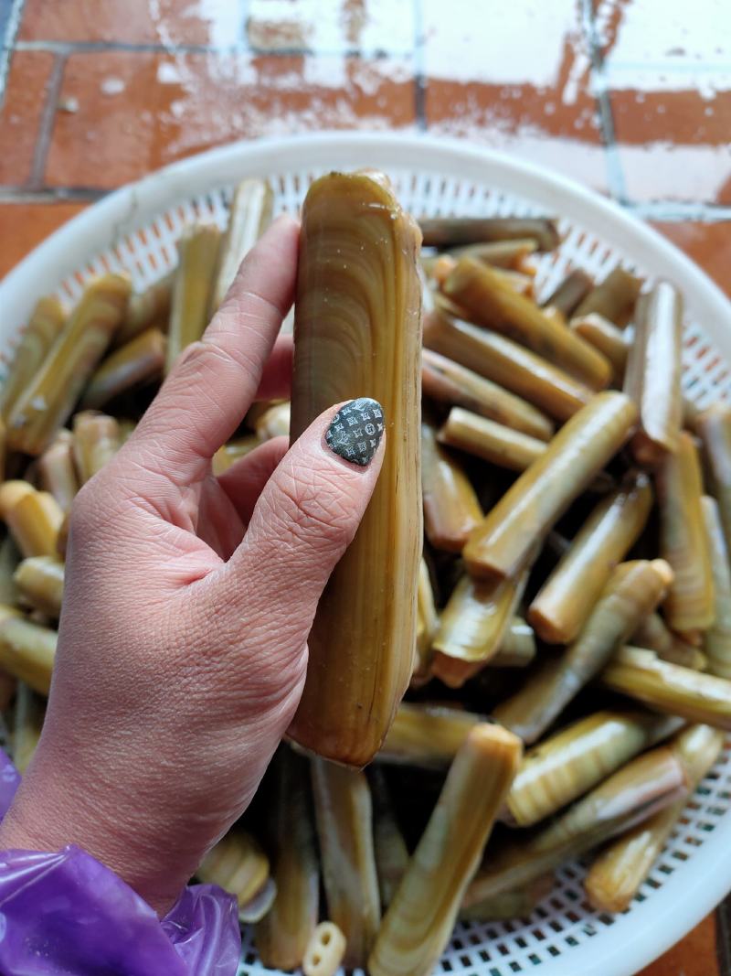 辽宁丹东东港鲜活蛏子大蛏王刀把蛏竹节蛏美人蛏海蛏鸭嘴蛏