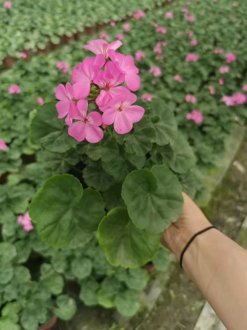 出售玫红天竺葵，精品玫红天竺葵