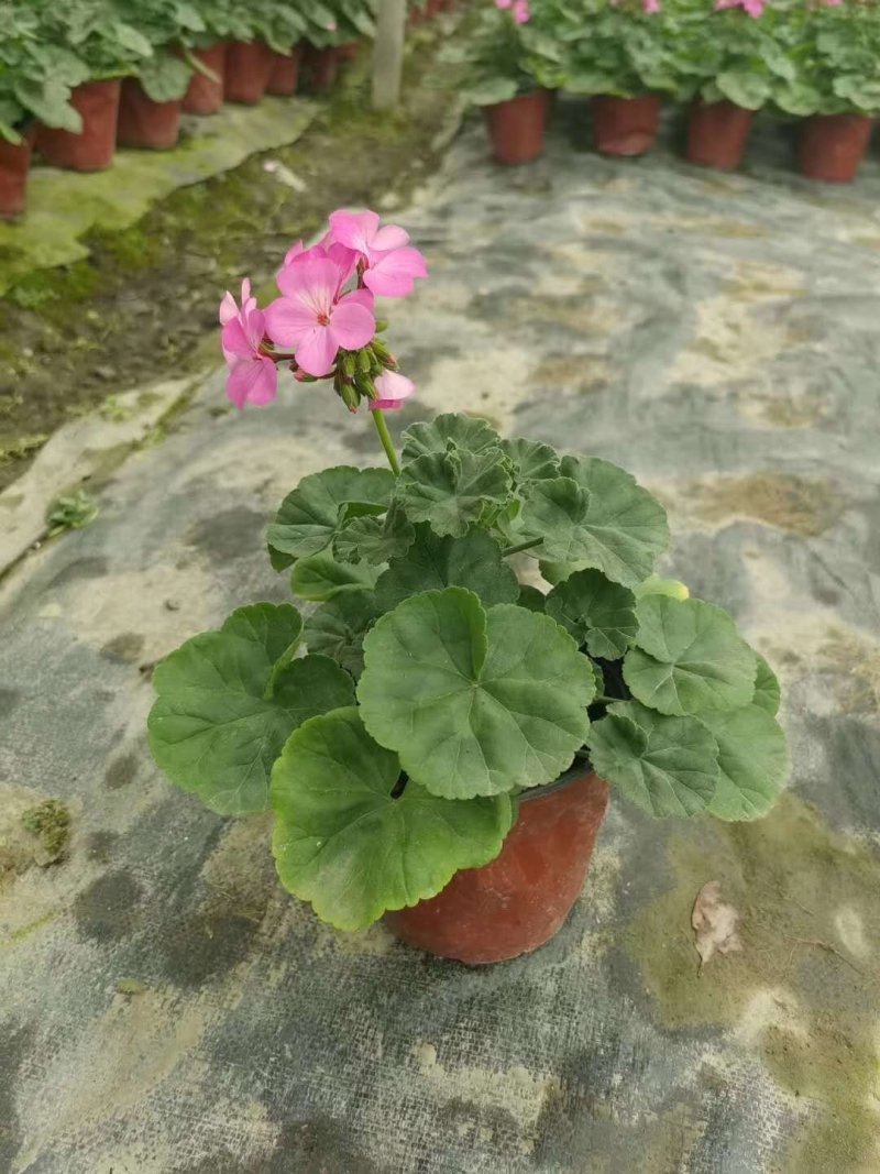 出售玫红天竺葵，精品玫红天竺葵