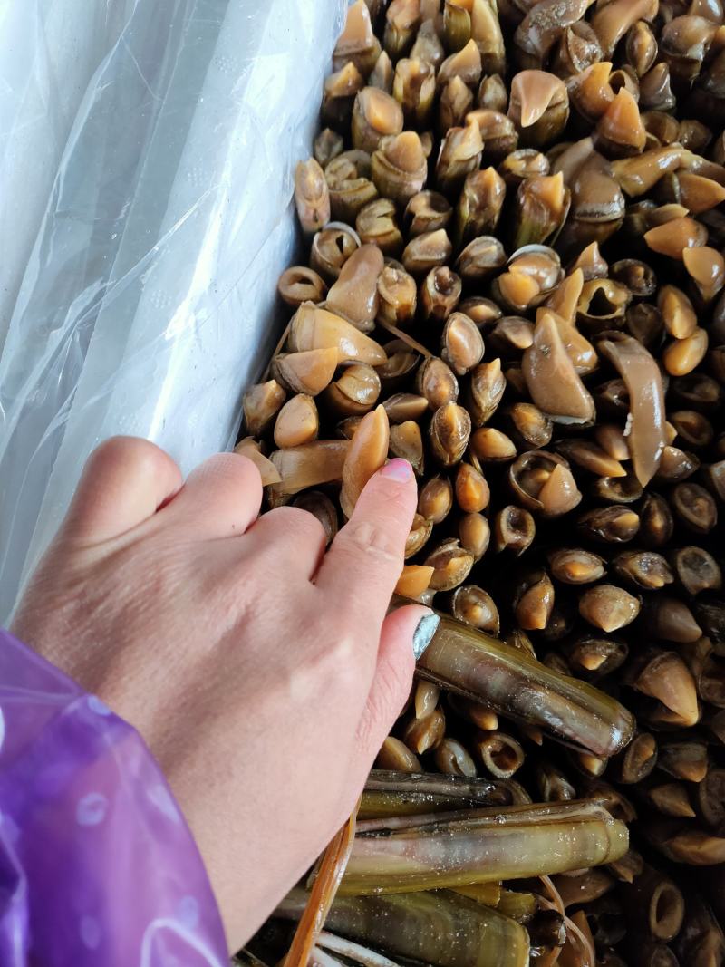 辽宁丹东东港鲜活蛏子大蛏王刀把蛏竹节蛏美人蛏海蛏鸭嘴蛏