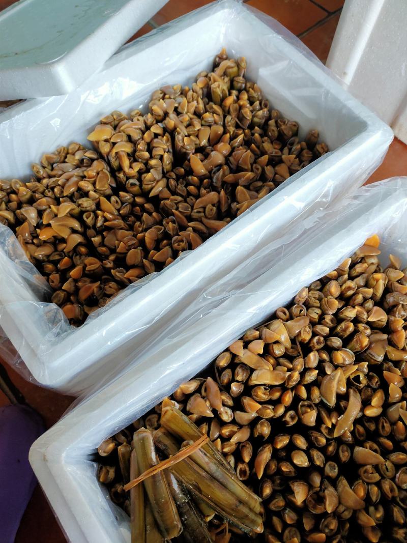 辽宁丹东东港鲜活蛏子大蛏王刀把蛏竹节蛏美人蛏海蛏鸭嘴蛏